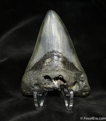 Megalodon Tooth With Beautiful Coloration #940